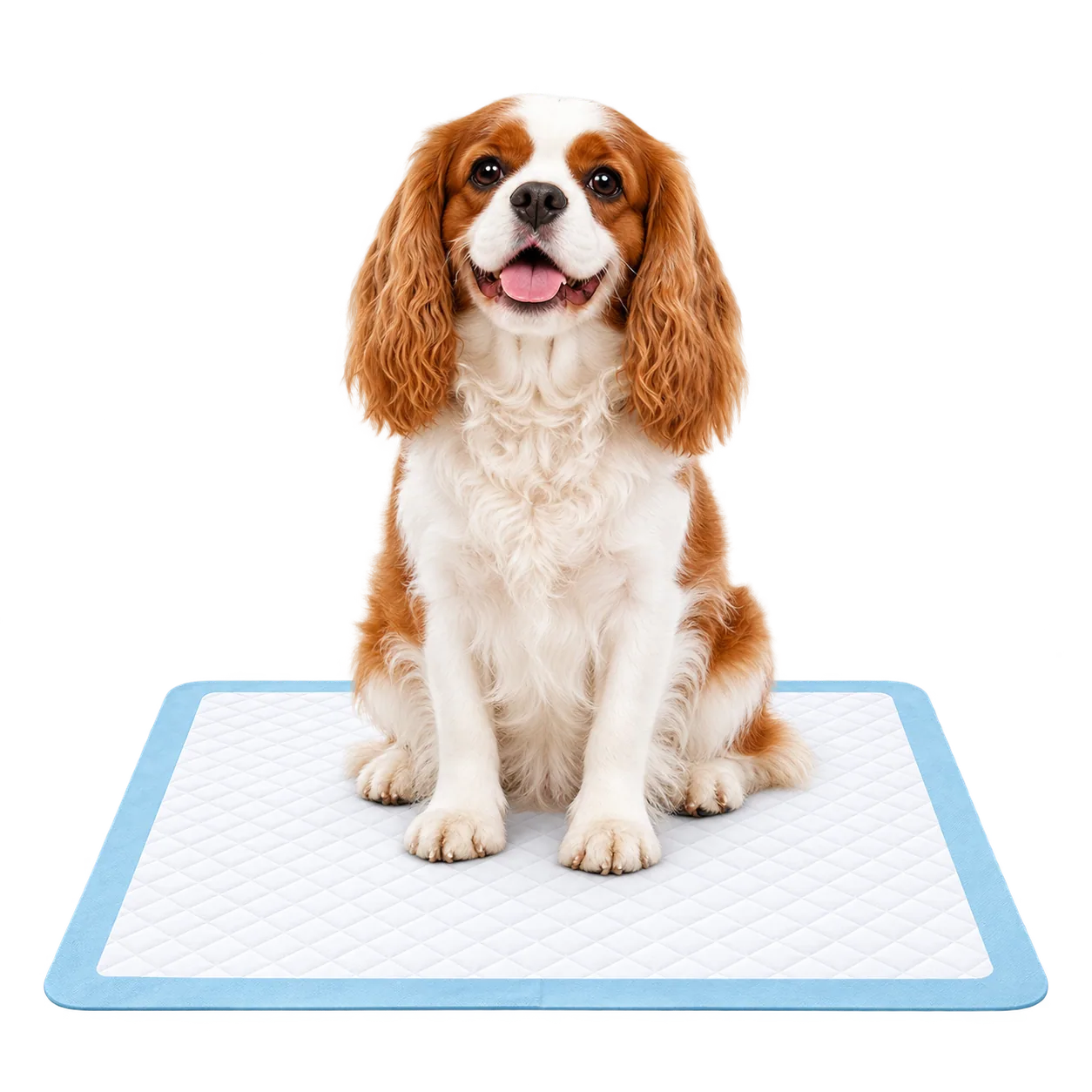 Cachorro de porte médio sobre um tapete higiênico